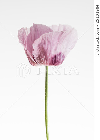 poppy flower poppy flower 25101984