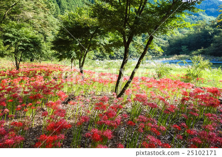 Higankyakana and Kiryu River 25102171