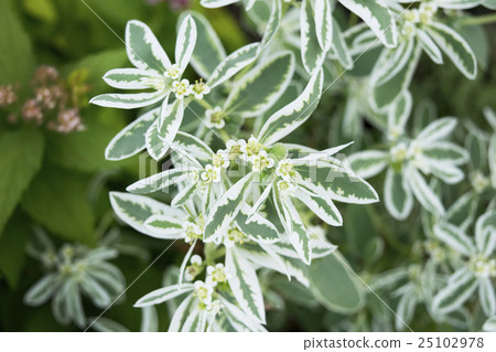 Euphorbia Glacier 25102978