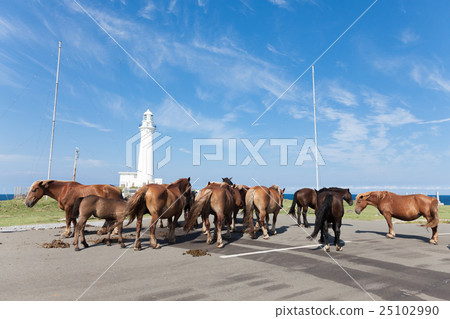 Shimokita半島Shimazakisawa駒的睡覺面孔 Shimokita半島Shimazakisawa駒的睡覺面孔 25102990