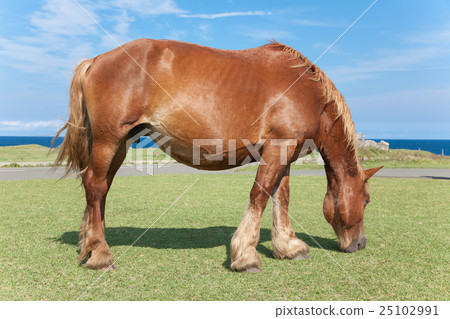 Sleeping face of Shimokita Peninsula Shimazakisawa foal 25102991
