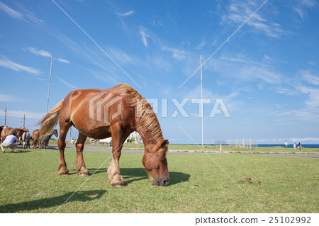 Sleeping face of Shimokita Peninsula Shimazakisawa foal 25102992