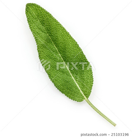 Closeup of single fresh sage leaves isolated. 25103196