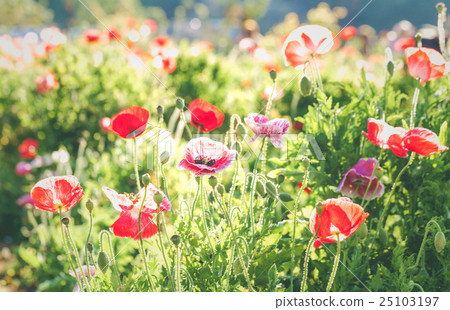 Soft focus vivid poppy on the field. 25103197
