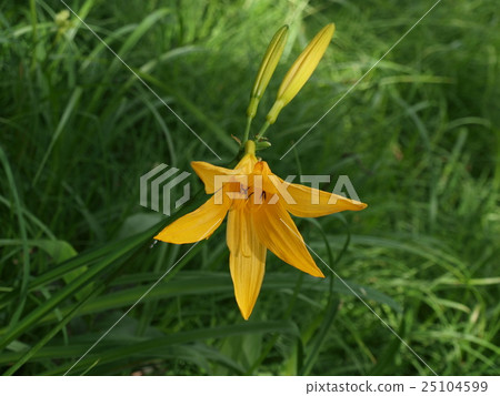 開花在Kamikochi的花 25104599
