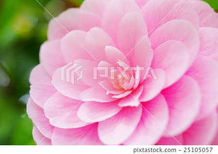 Otome Camellia flower (close-up) Otome Camellia flower (close-up) 25105057