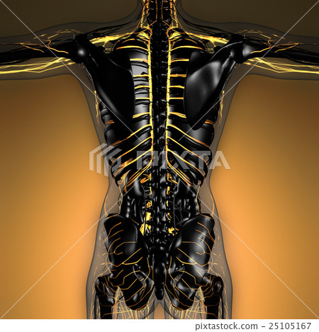 插圖素材: human body in x-ray with glow blood vessels