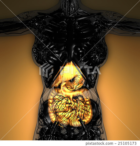 woman body with glow digestive system woman body with glow digestive system 25105173