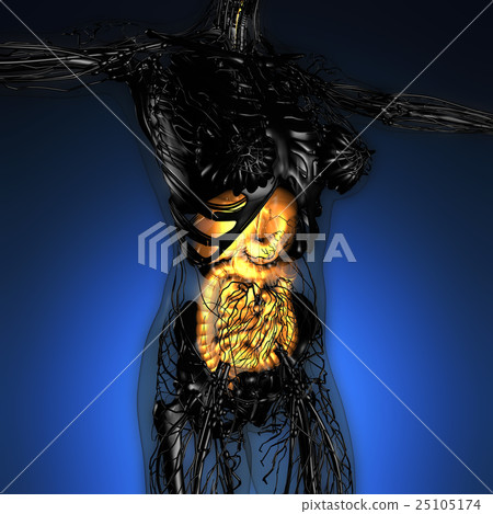 woman body with glow digestive system woman body with glow digestive system 25105174