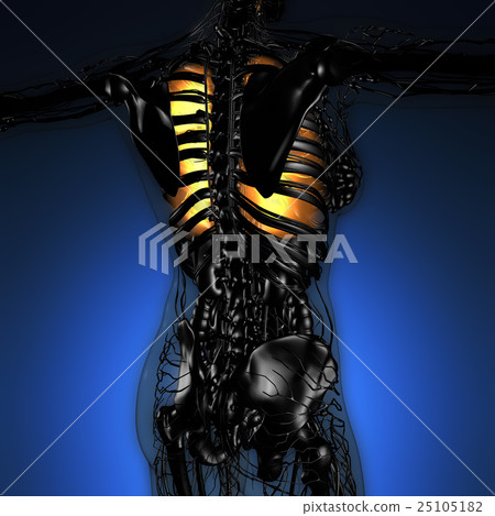 science anatomy of woman body with glow lungs science anatomy of woman body with glow lungs 25105182