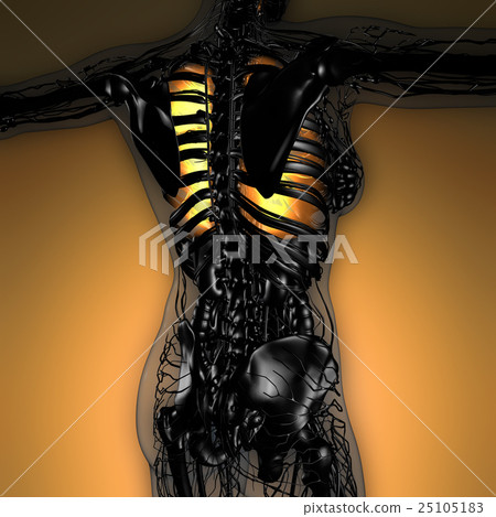 science anatomy of woman body with glow lungs science anatomy of woman body with glow lungs 25105183