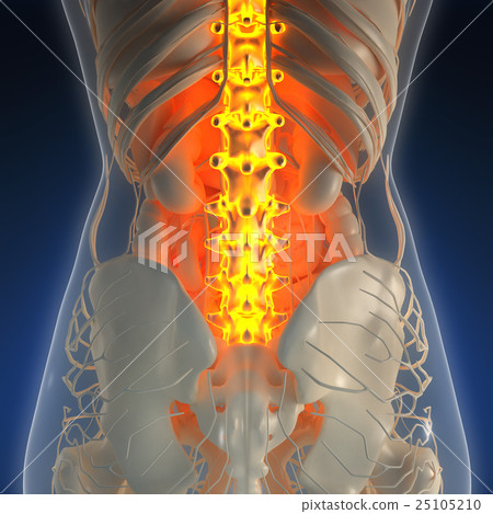 Back Bones In Human Body - List Of Bones Of The Human Skeleton