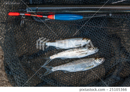 Several ablet, roach fish on fishing net. Several ablet, roach fish on fishing net. 25105366
