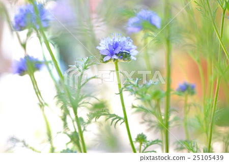 Gilia Capitata 25105439
