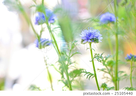 Gilia Capitata 25105440