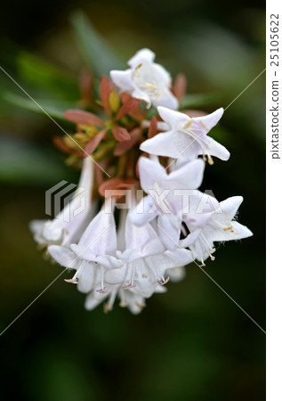 Hana Sono Tsukubane Hutsugi (Hanazono Impinguki Tane) Hana Sono Tsukubane Hutsugi (Hanazono Impinguki Tane) 25105622