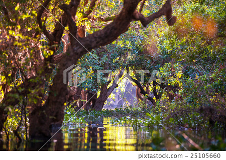 Mangroves in Cambodia Mangroves in Cambodia 25105660