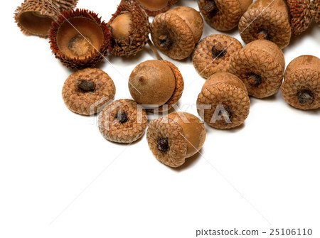 Autumn acorns from oak Autumn acorns from oak 25106110