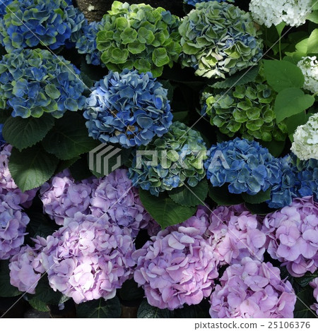 Shade hydrangea Shade hydrangea 25106376