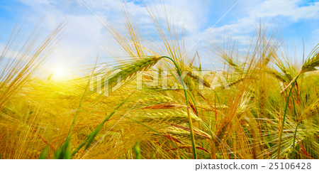 wheat field and sunrise in the blue sky 25106428