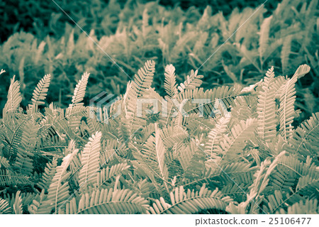 Green plant with wind at outdoor Green plant with wind at outdoor 25106477
