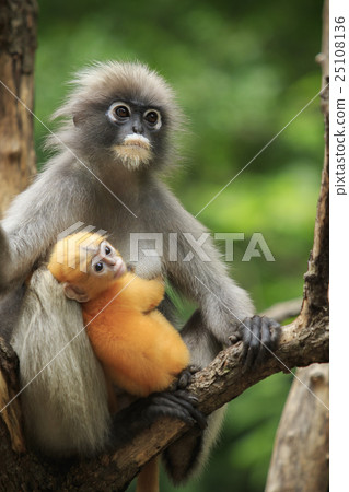 motherhood of Dusky leaf monkey motherhood of Dusky leaf monkey 25108136