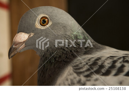 close up head shop of pigeon bird 25108138