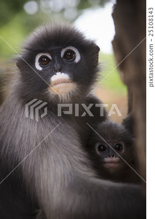 close up mother face of dusky leaf monkey 25108143