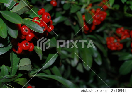 Pyracantha fruit 25109411