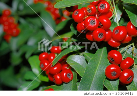 Pilacansa fruit (closeup) 25109412