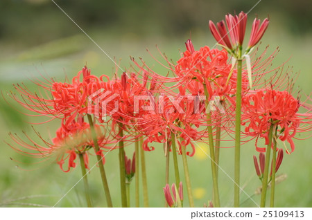 Cluster amaryllis 25109413