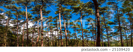 Ebino Heights Akamatsu的原始森林霧島地質公園 25109420