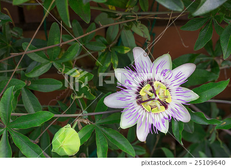 Watch Watch 25109640