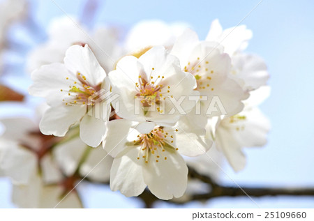 Oshimazakura (Oshima Sakura) 25109660