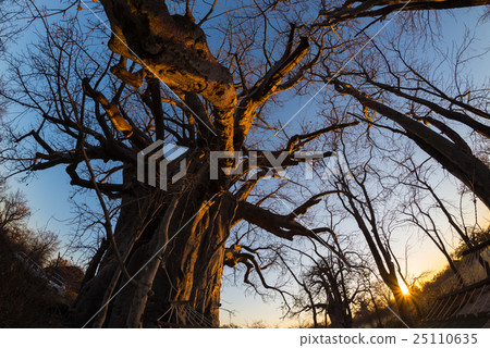 Huge Baobab plant in the african savannah 25110635