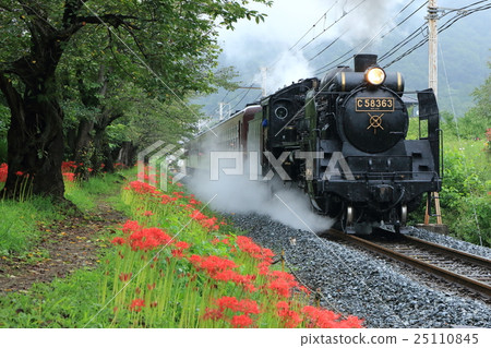 Chichibu Railway “Rainy day red spider lily and SL Paleo Express” 25110845