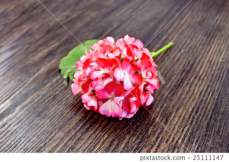 Geranium pink with leaf on wooden board Geranium pink with leaf on wooden board 25111147