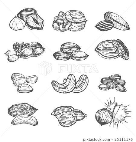 Nuts Set Hand Draw Sketch. Vector Nuts Set Hand Draw Sketch. Vector 25111176