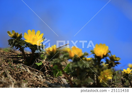 Adonis ramosa 25111438