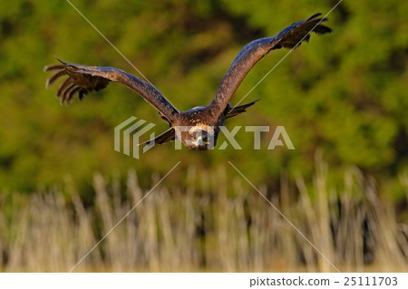 Steppe Eagle, Aquila nipalensis, bird moving 25111703