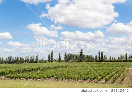 Vineyard in Mendoza, Argentina 25112442