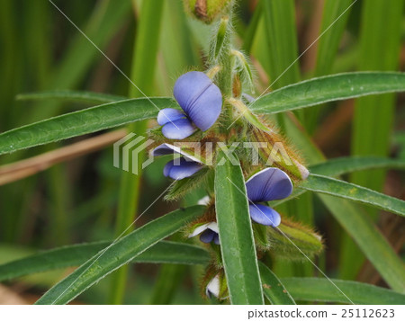 Sea cucumber 25112623
