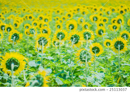 Sunflower field Sunflower field 25113037