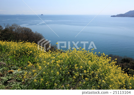 Nojima Spring Setonaikai and Rape Blossom 25113104