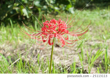 Higambuna Higambuna 25113113