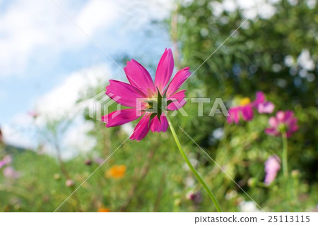 Cosmos rear side Cosmos rear side 25113115