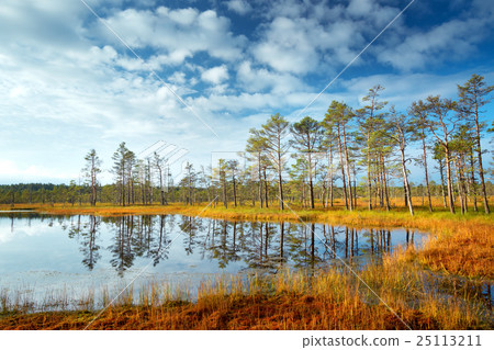 Viru bogs at Lahemaa national park 25113211
