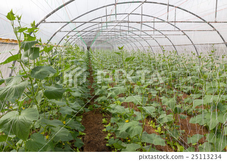 Pumpkin in greenhouse Pumpkin in greenhouse 25113234