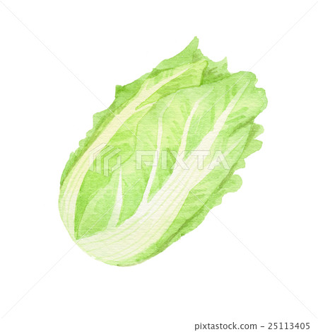 中國的白菜 中國的白菜 25113405