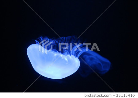 海蜇 海蜇 25113410